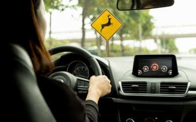Wildlife and Winter Driving